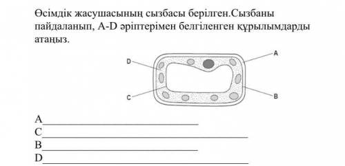 Өсімдік жасушасының сызбасы берілген.Сызбаны пайдаланып, А-D әріптерімен белгіленген құрылымдарды ат