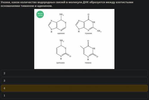 Укажи, какое количество водородных связей в молекуле ДНК образуется между азотистыми основаниями тим