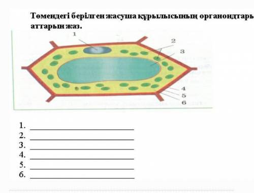 Төменде берілген ен жасуша құрылысының органоидтардың аттарын жаз. ​