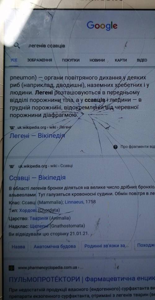 Легені в ссавців А) схожі на мішечки Б) мають повітряні мішки В) складаються з альвео Г) містять гол