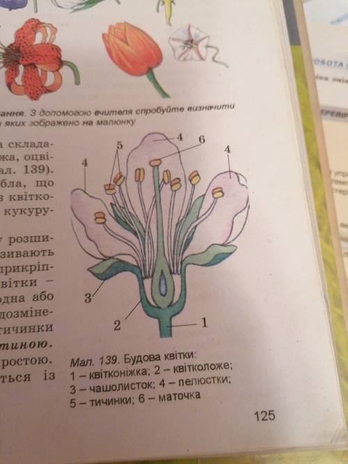 Скажіть що це за квітка.дуже потрібно