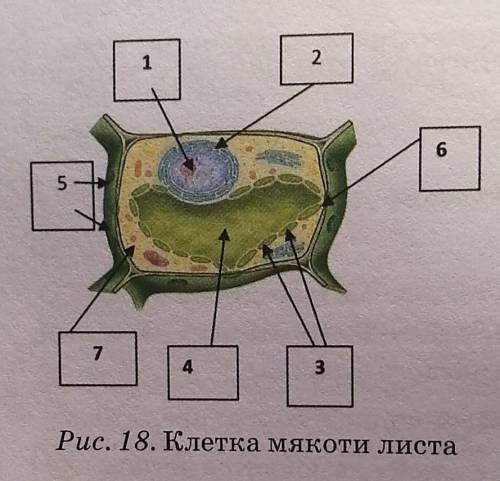 Из чего состоит клетка мякоти листа? Дайте названия по пунктам.