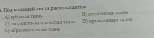 Под кожицей листа распологается?​