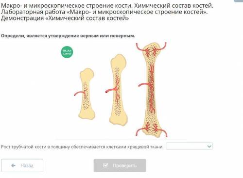 Макро- и микроскопическое строение кости. Химический состав костей. Лабораторная работа «Макро- и ми