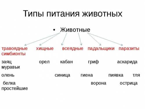 Составьте схему о питании животных​