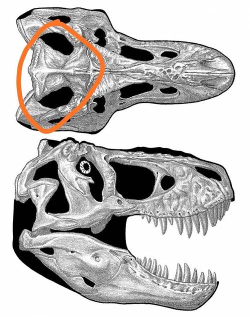 Вопрос очень интересный. зачем Тираннозавра воронки на лбу черепа??? вот эти воронки на рисунке​
