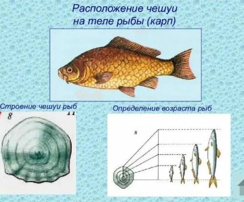 Ребята определить сколько лет рыбе на рисунке под 8 буду очень благодарна​