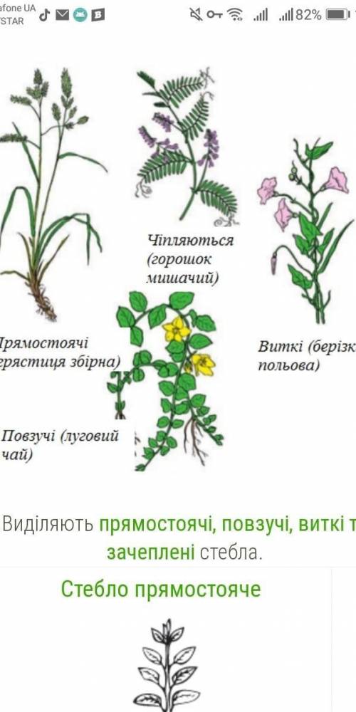 Витке стебло є у:. т. кокой ответ​