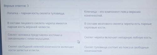 Строение скелета человека. Роль и функции опорно-двигательной системы Выбери верные утверждения об о