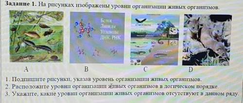 Задание 1. На рисунках изображены уровни организации живых организмов. 1. Подпишите рисунки, указав