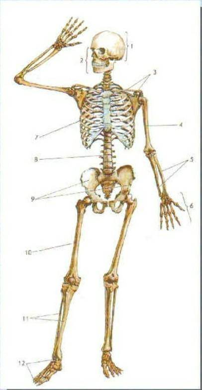 Подпишите названия костей скелета человека​