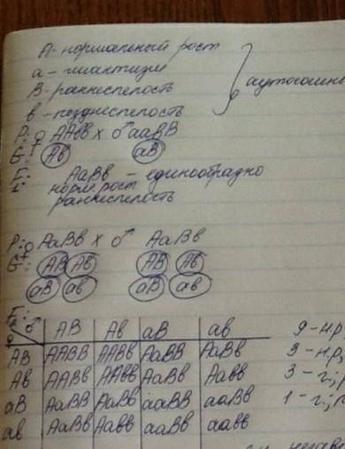 Нормальный рост овса (A) доминирует над гигантизмом (a), а раннеспелость (B) над позднеспелостью (b)