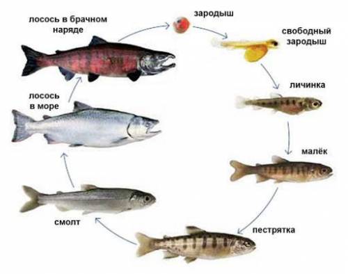 Составьте схему стадий развития лосося​