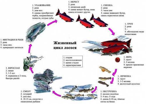 Составьте схему стадий развития лосося​