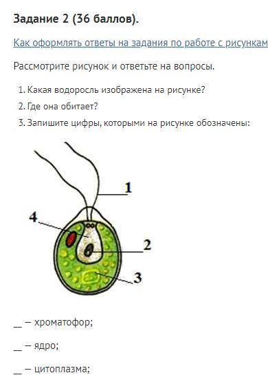 Задание 2 ( ). Как оформлять ответы на задания по работе с рисунками по биологии Рассмотрите рисунок