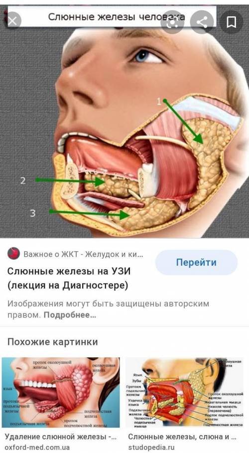 Кратко и просто опишите слюновые железыфото есть пишите по ним​