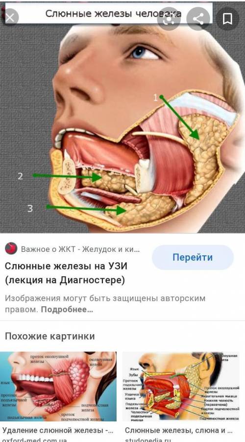 Кратко и просто опишите слюновые железы К слову как они выглядят по типу банан жёлтый и так же по фо