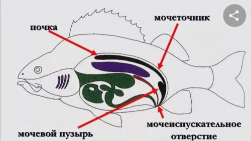 Как построены органы выделения рыб