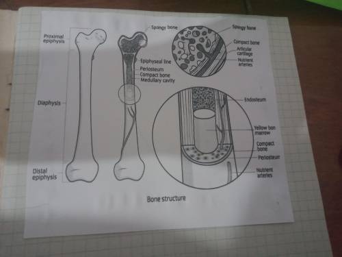 Ребят Сделайте вывод о составе костей по рисунку.