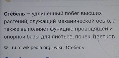 ответьте Что такое устьица?Что такое лист?Что такое стебель?​