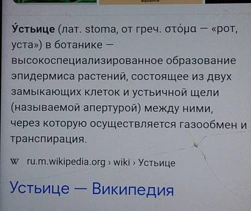 ответьте Что такое устьица?Что такое лист?Что такое стебель?​