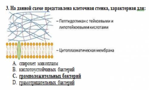 БИОЛОГИЯ - HELP 1)У каких бактерий можно обнаружить многослойный пептидогликан? 2)Как еще называют м