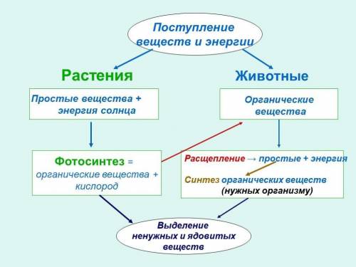 Составь схему обмена веществ у растений