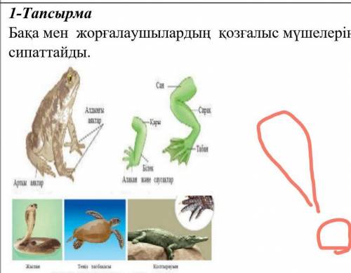 Бақа мен  жорғалаушылардың  қозғалыс мүшелерін сипатта ​