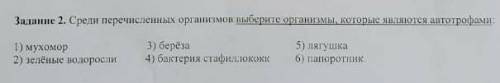 Организмы которые являются автотрофами а.мухоморб.зелёные водорослив.берёзаг.стаффилококкд.лягушкае.