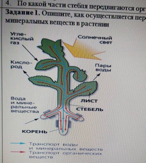 Опишите как осуществляется передвижение воды и минеральных веществ в растении вот по этой картинке е