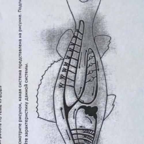 Вопросы- какая система представлена на рисунке. Подпишите органы данной системы. Дайте характеристик