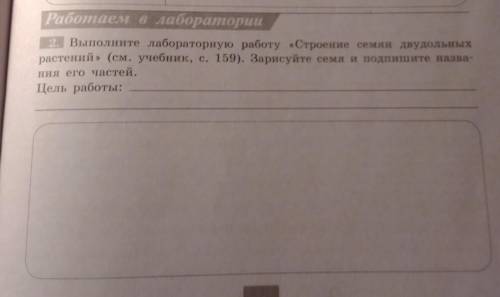 Выполните лабораторную работу Строение семян двудольных