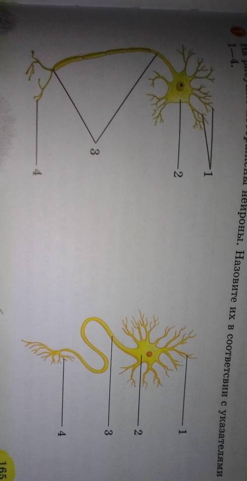 На рисунке изображены нейроны. Назовите их в соответсвии с указателями 1-4.