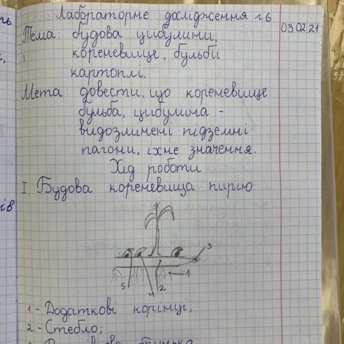 До ть написати висновок: Довести що кореневище Бульба, Цибулина видозмінені Підземні пагони Їхне зна