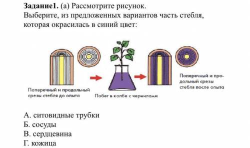 Задание1. (а) Рассмотрите рисунок. Выберите, из предложенных вариантов часть стебля, которая окрасил