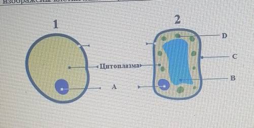 На рисунке изображены в клетки живых организмов используя рисунки определите типы данных клеток Опиш