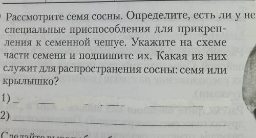 Рассмотрите семя сосны. Определите, есть ли у него специальные при для прикреп-ления к семенной чешу