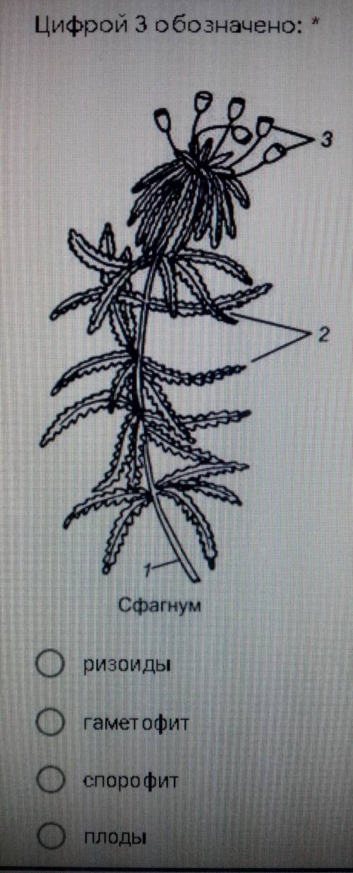 Цифрой 3 обозначено: ризоиды, гаметофит, спорофит, плоды;ответьте