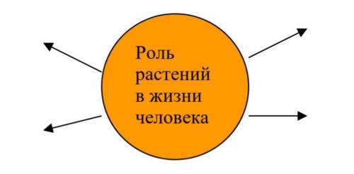 Составьте кластер «Роль растений в жизни человека», приводя аргументы. Например: Примула-считается т