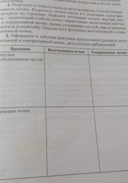 5. Оформите в таблице рисунки продольного разреза веге- тативной и генеративной почек, результаты на