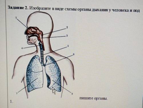 Задание 2. Изобразите в виде схемы органы дыхания у человека и под пишите органы.