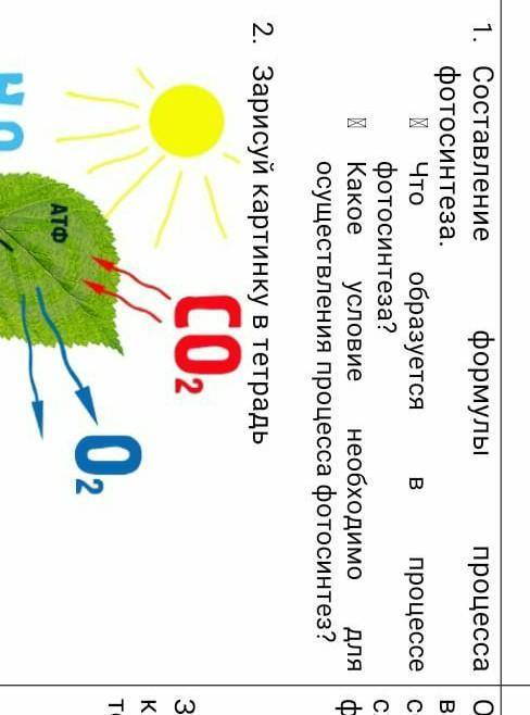 Что образуется в процессе фотосинтеза? Какое условие необходимо для осуществления процесса фотосинте