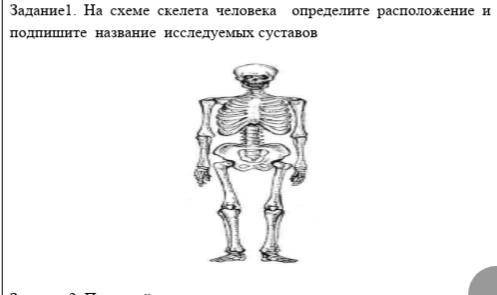 На схеме скелета человека определите расположение и подпишите название исследуемых суставов