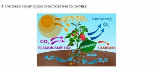 2. Составьте схему процесса фотосинтеза по рисунку. кислород co, углекислый газ глюкоза