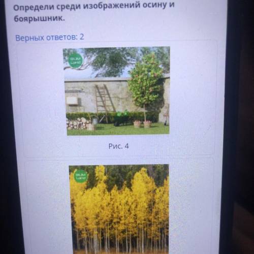 Определи среди изображений осину и боярышник. Верных ответов: 2 Рис. 4 SALM Piac 1 сделаю лучший отв