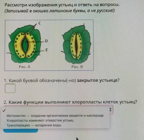 Расмотрите изображение устьиц и ответь на вопросы. ​