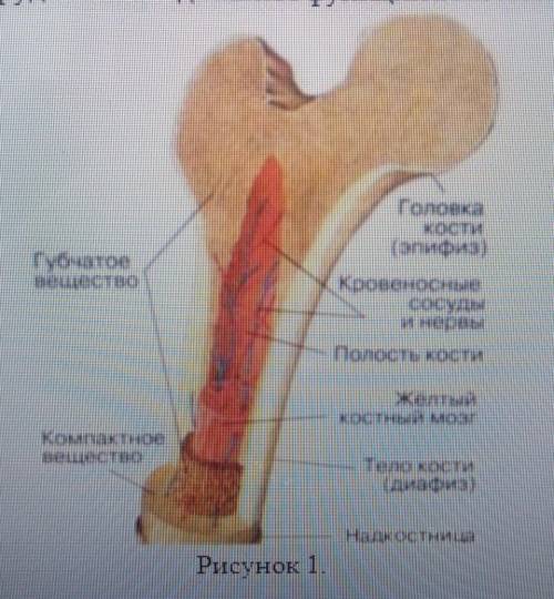 Рассмотрите рисунок 1, подпишите функции всех изображенных структур.​ Тема: строение кости