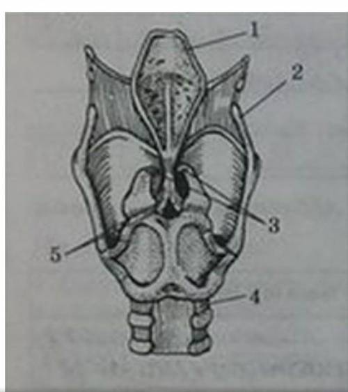 Подпишите указанные на рисунке элементы строения гортани ​