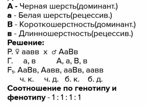 Чёрная и короткая шерсть доминантные признаки морской свинки. Чёрная короткошёрстная дигетерозиготна