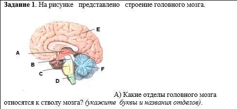 А) Какие отделы головного мозга относятся к стволу мозга? (укажите буквы и названия отделов).